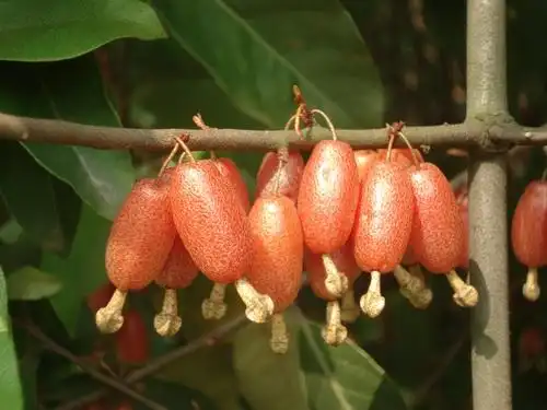 秋华春实的胡颓子