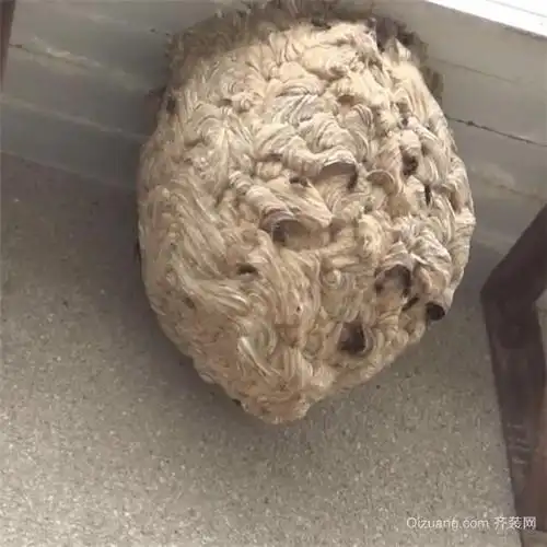 马蜂筑巢是好兆头顺三支