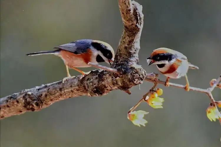 中国最小的鸟～红头长尾山雀