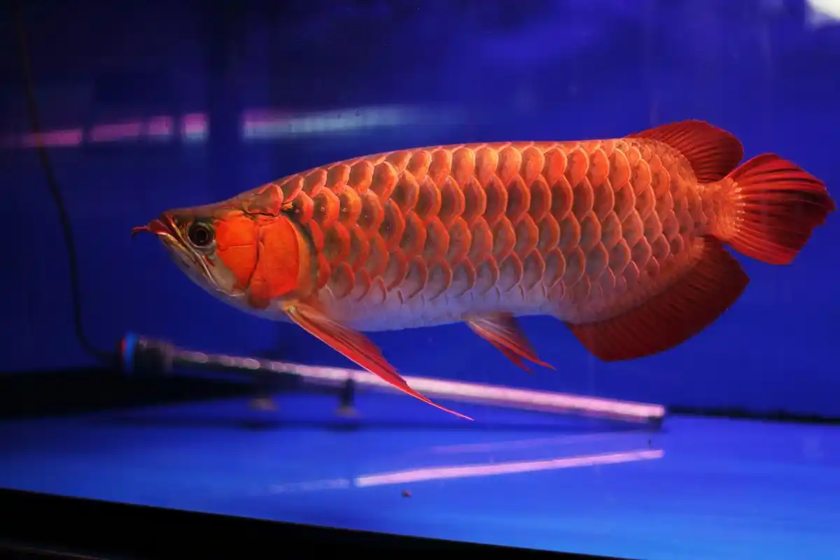 养龙鱼有哪些忌讳?你真的了解吗