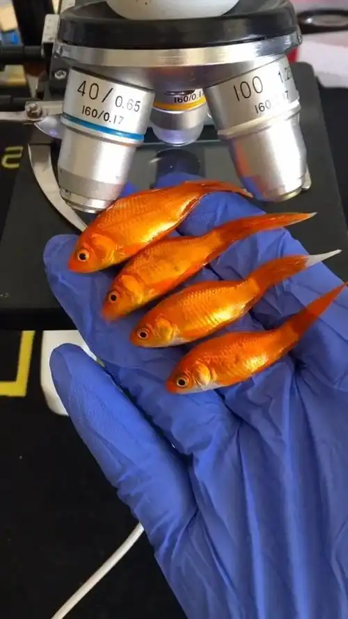 显微镜下的金鱼,体内的寄生虫清晰可见!