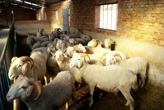 【张家川:科学发展 成就辉煌】畜牧产业发展迅猛(图)