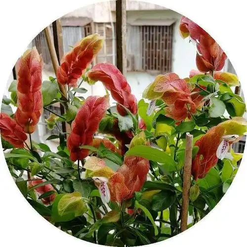 虾衣花不用买,在家就能繁殖,方法多样,总有一种适合你!