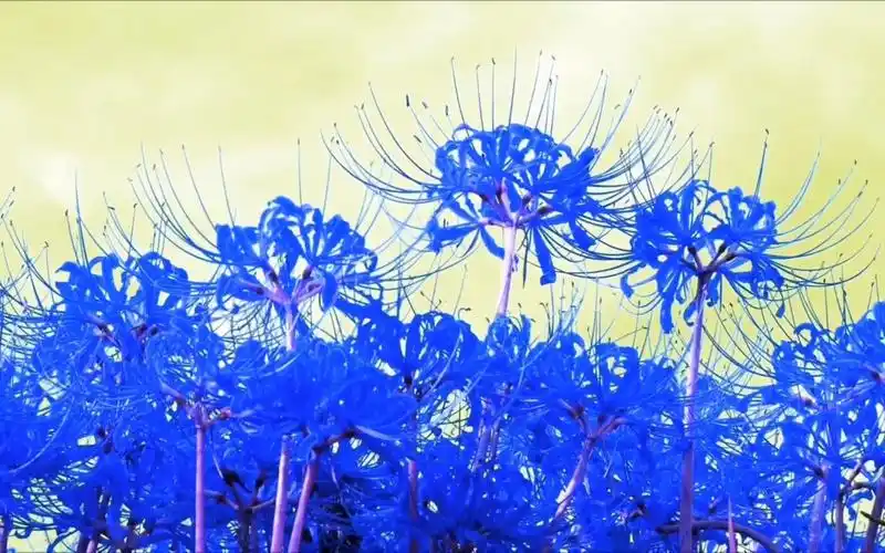 有幸拍到了蓝色彼岸花 快分享给你嘎嘎重要 嘎嘎稀罕的人一起看吧.