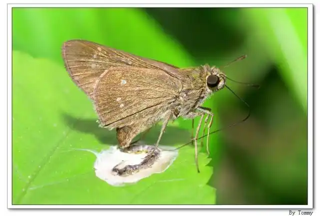 吸食鸟粪的曲纹稻弄蝶