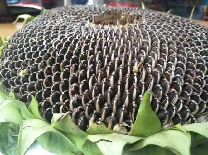 年新鲜葵花籽向日葵瓜子盘籽生瓜子散装晒干原味孕妇非带盘葵1件2斤款