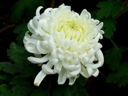 深切哀悼抗疫牺牲烈士和逝世同胞