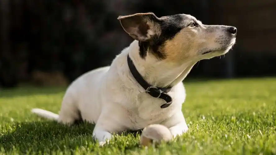 杰克罗素梗犬图片桌面壁纸