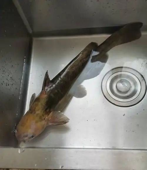 笔者购买了三条鮰鱼其中最大的一条(重量一斤半).