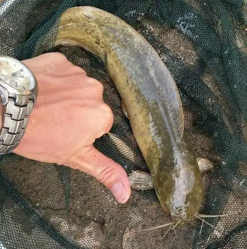 这是塘鲺不是埃及,全场唯一一条哦