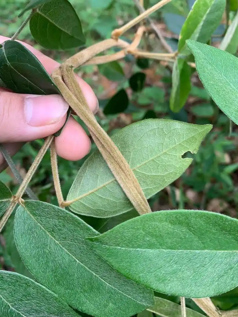 纯野生大叶牛大力 牛大力,别名扒山虎,大力著,山莲藕,为蝶形花科藤状