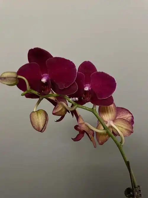 蝴蝶兰分享|拉菲真的极美·红酒丝绒