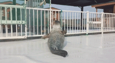 400_219gif 动态图 动图