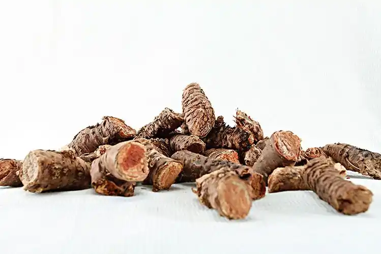 刺人参图片_图片大全