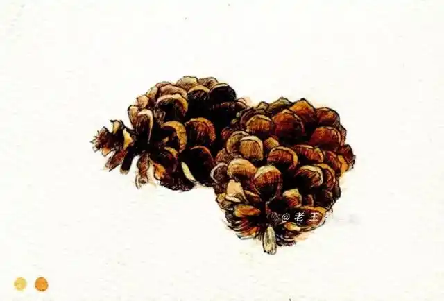 用铅笔画出松果的轮廓型,两颗松果是两个大的椭圆形,要在椭圆形里找各