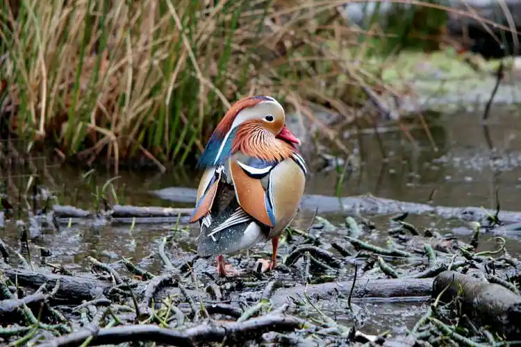 彩色,鸳鸯图片_彩色,鸳鸯高清图片_全景视觉