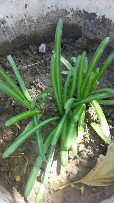 这是球根类花卉有谁知道它的名字?