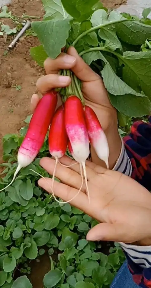 手指萝卜甜脆爽口,迷你可爱,从种到收一个月,你也种一些吧