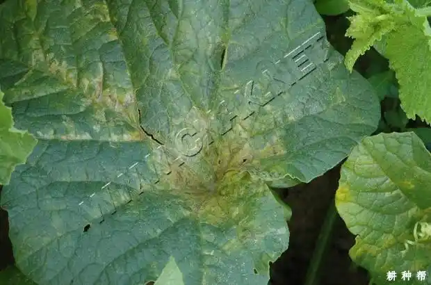 甜瓜疫病用什么药防治?附图片