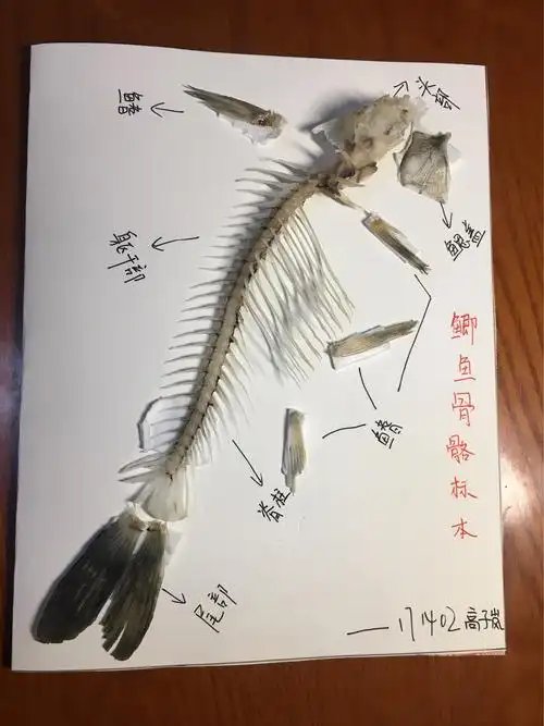 鱼骨骼标本