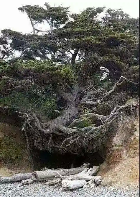 东南亚的棉兰老岛上有一种彩虹桉树树干的颜色犹如彩虹一样绚丽多彩