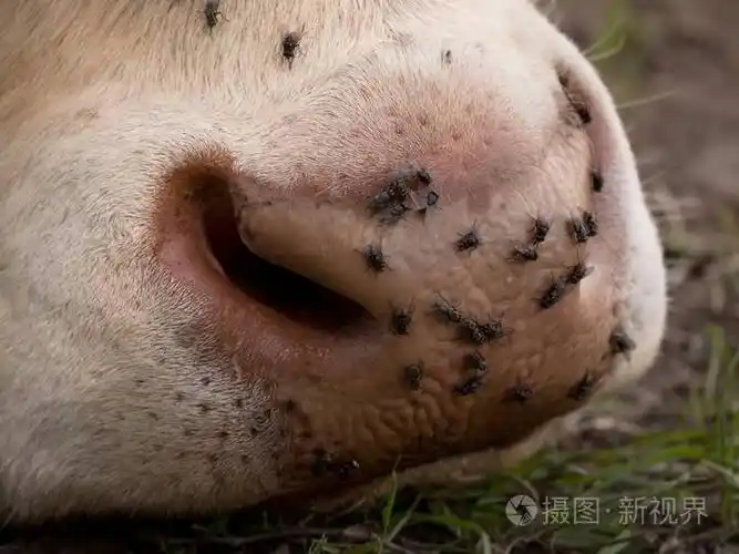 令人讨厌的苍蝇坐或在母牛的皮肤上运行.白牛放牧我