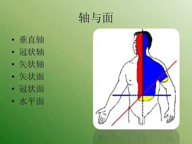 轴与面             垂直轴 冠状轴 矢状轴 矢状面 冠状面 水平面