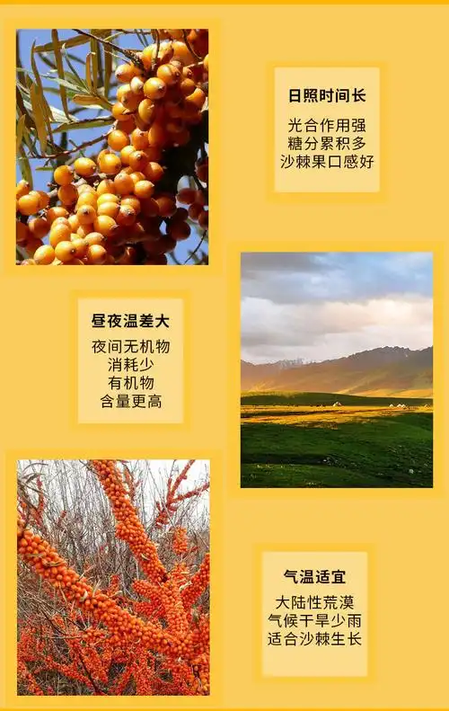 新疆有机沙棘果冷链包邮 沙棘鲜果沙棘冻果做沙棘原浆沙棘酵素