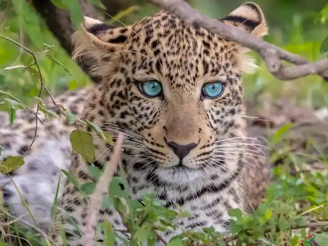 警惕- 花豹(恭贺首页精华!