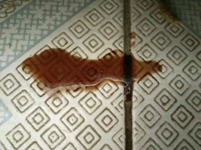 我的荷兰猪吃粮比吃提莫西草多,今早发现尿的尿是