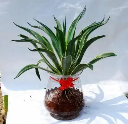 水培龙舌兰植物