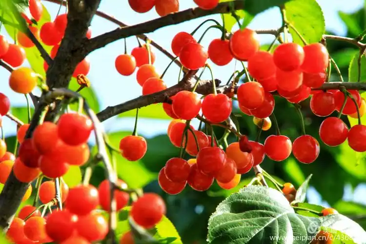 樱桃红了东孟庄