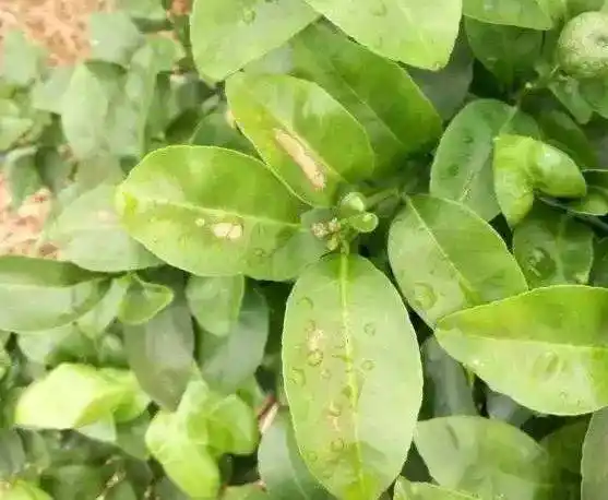 《珍藏版》柑橘药害,肥害高清图谱!