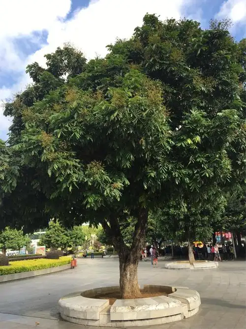 广西北海银滩及越南茶古沙滩