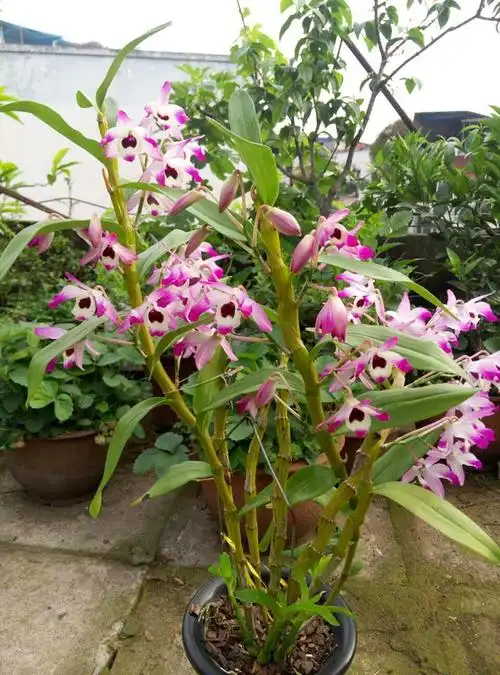 贵州 金钗石斛苗 大丛苗 石斛盆栽 比铁皮肤鼓槌好 阳台室内绿植