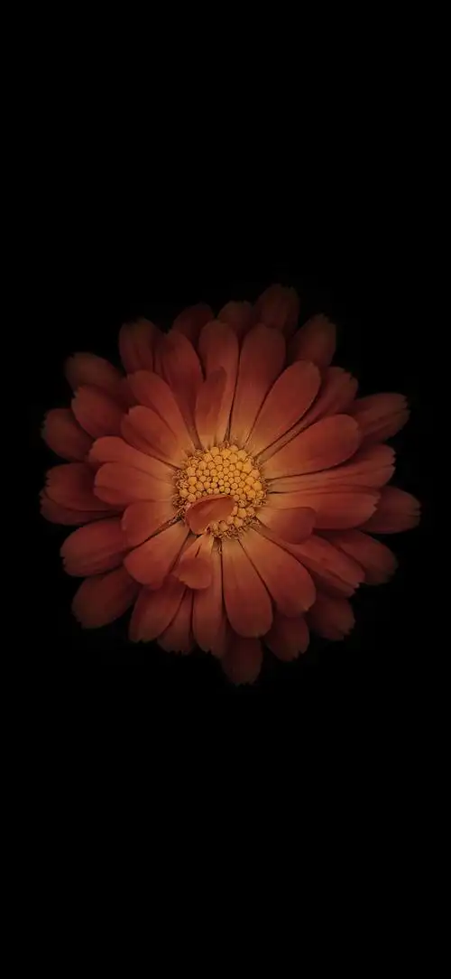 花壁纸,黑色背景,黑色壁纸,flowers