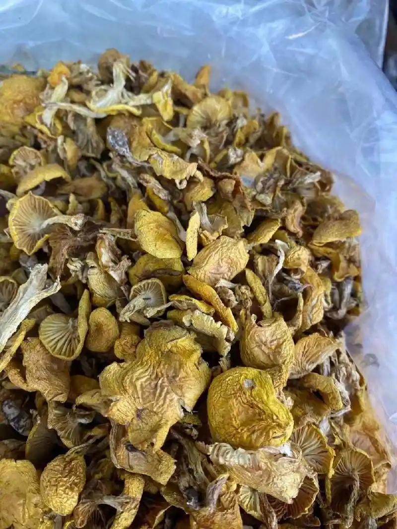 大东北深山野生小黄蘑～～天下第一鲜人工采摘,自然晾晒,挑拣的非常