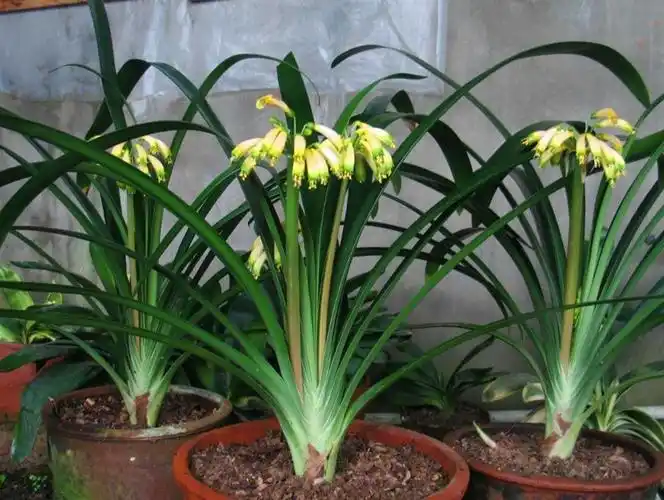 君子兰的品种颜色形态名品图