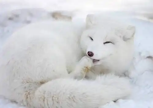 油叔的动物园不畏永恒日落只因我已光耀大地北极狐