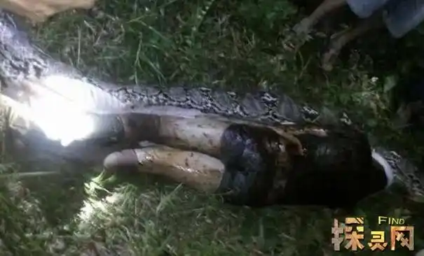 除了印尼巨蟒肚内惊见好友之外,贵州兴义蟒蛇吃人事件也是被众人所