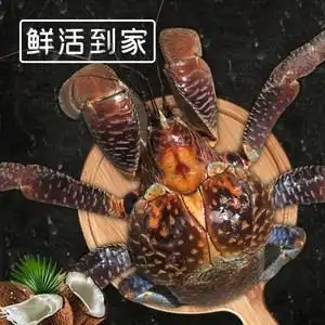 活体海鲜椰子蟹宠物观赏蟹顺丰包邮包活300-1500克一只帝王蟹生鲜