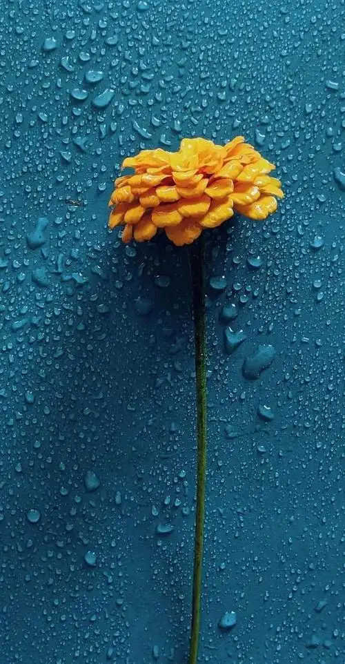 壁纸精选:小清新唯美壁纸,总有你喜欢的