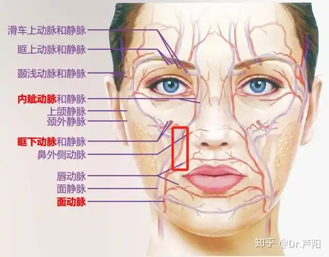 鼻唇沟是面部注射的高频部位鼻唇沟及鼻翼区