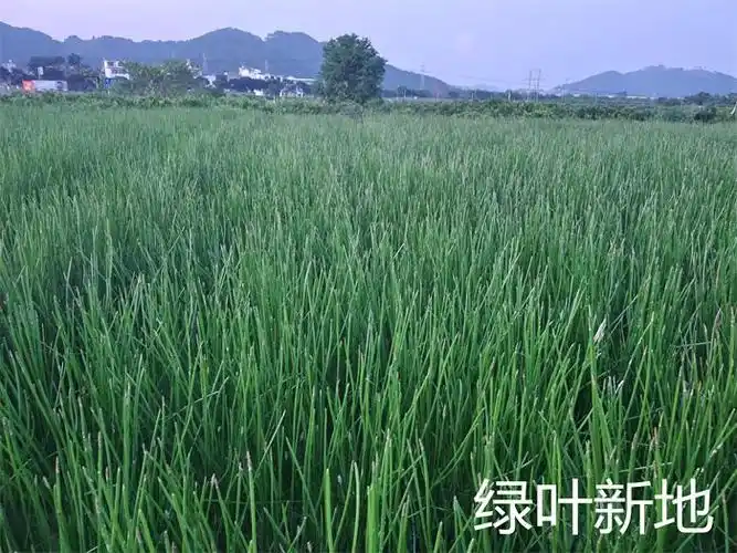荔浦新坪江阿姨家马蹄苗茁壮油绿,有何秘方?