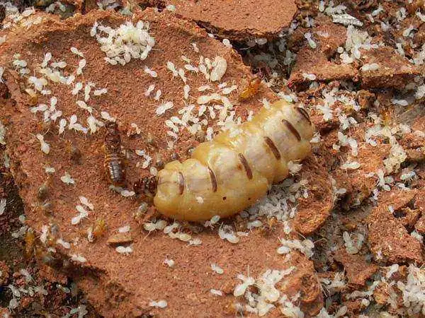 白蚁蚁后能活多久呢? - 石塘网