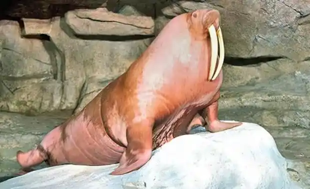 海象刚出水时皮肤颜色为什么就慢慢的变深呢?