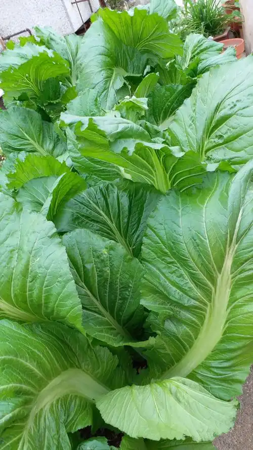 今年芥菜长成这样了