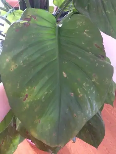 问: 30 家里养的绿萝不知道什么原因每片叶子上都长了斑求各位帮帮我