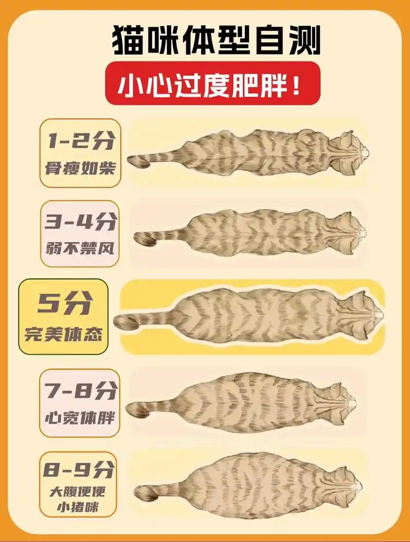 给猫咪体重打分|影 - 抖音