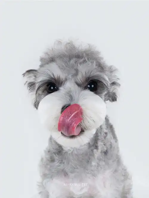 雪纳瑞一只小可爱向你跑来